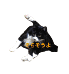 ジジとキキ5周年記念スタンプ（個別スタンプ：15）