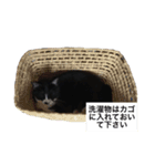 ジジとキキ5周年記念スタンプ（個別スタンプ：22）
