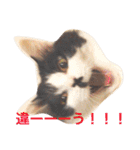 ちょび髭ねこ（個別スタンプ：2）