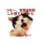 ちょび髭ねこ（個別スタンプ：8）