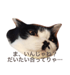 ちょび髭ねこ（個別スタンプ：11）