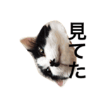 ちょび髭ねこ（個別スタンプ：13）