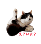 ちょび髭ねこ（個別スタンプ：14）
