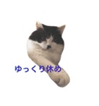 ちょび髭ねこ（個別スタンプ：15）