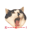 ちょび髭ねこ（個別スタンプ：17）