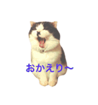 ちょび髭ねこ（個別スタンプ：18）
