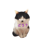 ちょび髭ねこ（個別スタンプ：19）