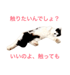 ちょび髭ねこ（個別スタンプ：20）