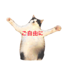 ちょび髭ねこ（個別スタンプ：21）