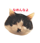 ちょび髭ねこ（個別スタンプ：22）