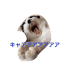 ちょび髭ねこ（個別スタンプ：23）