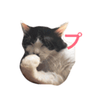 ちょび髭ねこ（個別スタンプ：24）