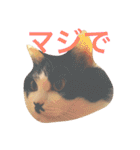 ちょび髭ねこ（個別スタンプ：25）