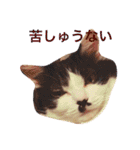 ちょび髭ねこ（個別スタンプ：27）