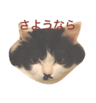 ちょび髭ねこ（個別スタンプ：28）