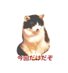 ちょび髭ねこ（個別スタンプ：29）