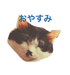 ちょび髭ねこ（個別スタンプ：30）