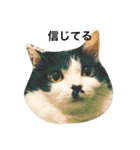 ちょび髭ねこ（個別スタンプ：32）