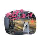 どたばたシェパ日記（個別スタンプ：1）