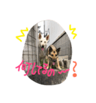 どたばたシェパ日記（個別スタンプ：4）