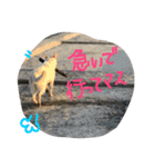 どたばたシェパ日記（個別スタンプ：5）