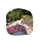どたばたシェパ日記（個別スタンプ：6）