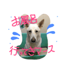 どたばたシェパ日記（個別スタンプ：7）