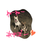 どたばたシェパ日記（個別スタンプ：8）