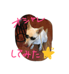 どたばたシェパ日記（個別スタンプ：21）