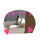 どたばたシェパ日記（個別スタンプ：24）