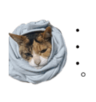ねこまるちゃん（個別スタンプ：1）