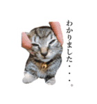 ねこまるちゃん（個別スタンプ：2）