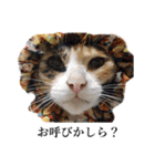 ねこまるちゃん（個別スタンプ：3）