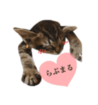 ねこまるちゃん（個別スタンプ：5）