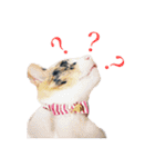 ねこまるちゃん（個別スタンプ：8）