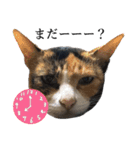 ねこまるちゃん（個別スタンプ：9）