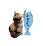 ねこまるちゃん（個別スタンプ：11）