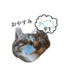 ねこまるちゃん（個別スタンプ：12）