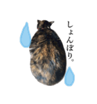 ねこまるちゃん（個別スタンプ：15）