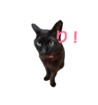 シュールな黒猫（個別スタンプ：2）