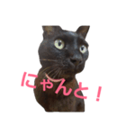 シュールな黒猫（個別スタンプ：3）