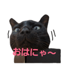 シュールな黒猫（個別スタンプ：4）