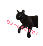 シュールな黒猫（個別スタンプ：9）