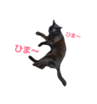 シュールな黒猫（個別スタンプ：11）