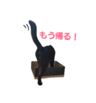 シュールな黒猫（個別スタンプ：14）