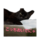 シュールな黒猫（個別スタンプ：15）
