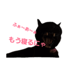 シュールな黒猫（個別スタンプ：16）