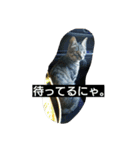 ちっこいテトさん。（個別スタンプ：2）