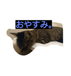 ちっこいテトさん。（個別スタンプ：4）