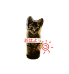 ちっこいテトさん。（個別スタンプ：7）